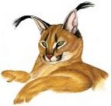 Caracal