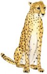 Cheetah