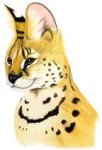 Serval