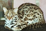 Asian Leopard Cat