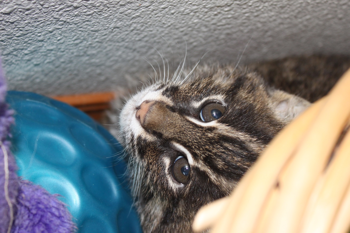 Winston